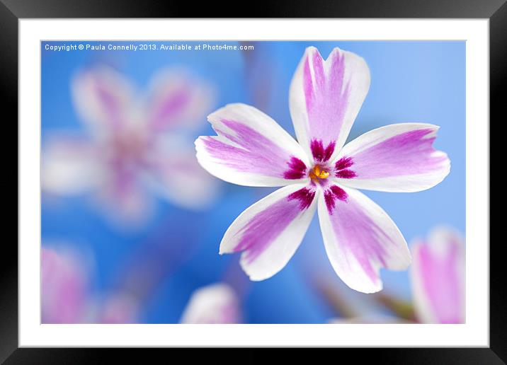 Phlox on blue Framed Mounted Print by Paula Connelly