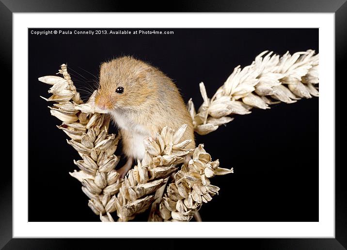 Harvest Mouse Framed Mounted Print by Paula Connelly