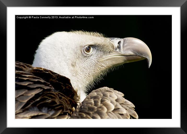 Vulture Framed Mounted Print by Paula Connelly