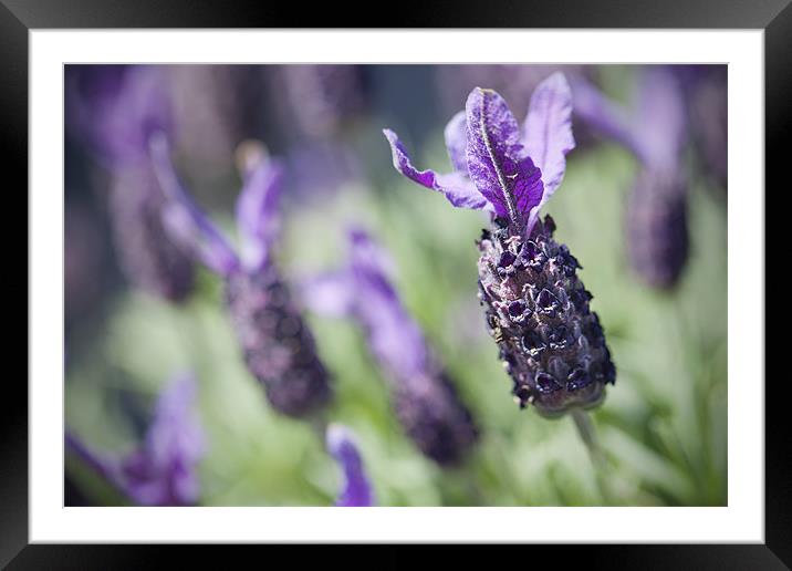 Lavender Framed Mounted Print by Paula Connelly