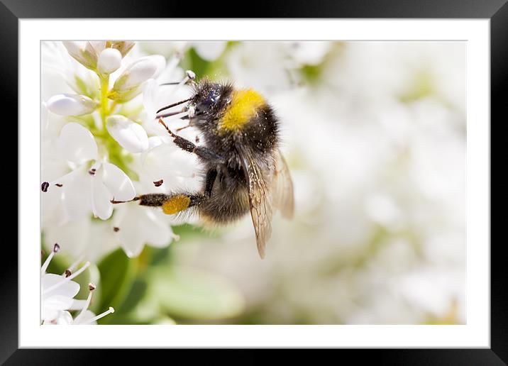 Bumble Bee Framed Mounted Print by Paula Connelly