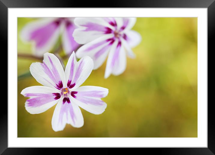 Phlox Flowers Framed Mounted Print by Paula Connelly