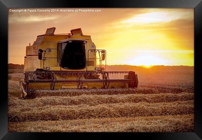 Harvesting at sunset Framed Print by Paula Connelly