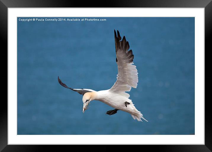 Gannet in flight Framed Mounted Print by Paula Connelly