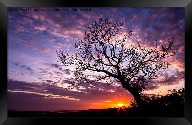 Oak Tree Sunset Framed Print by Lee Thorne
