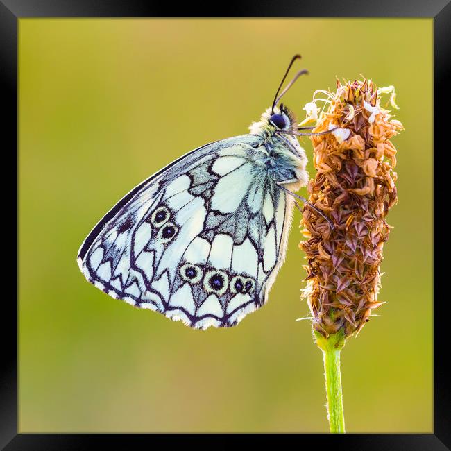 Marbled White Butterfly Framed Print by Lee Thorne