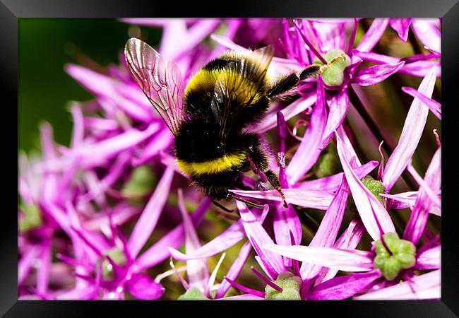 Busy Bee Framed Print by James Cheesman
