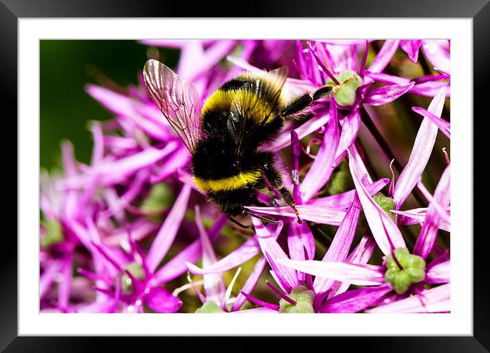 Busy Bee Framed Mounted Print by James Cheesman