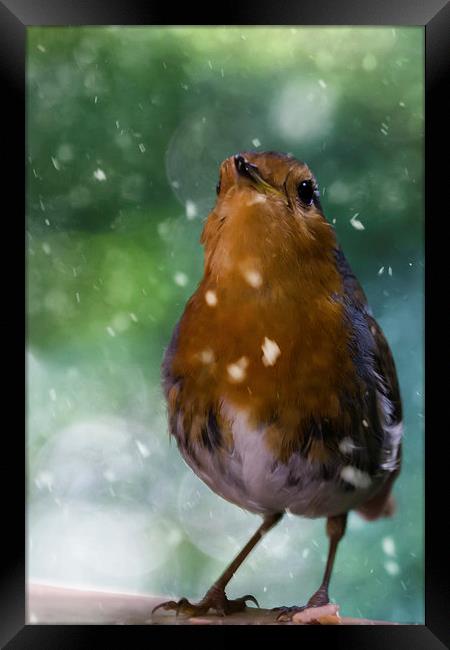 Winter Robin Framed Print by James Cheesman