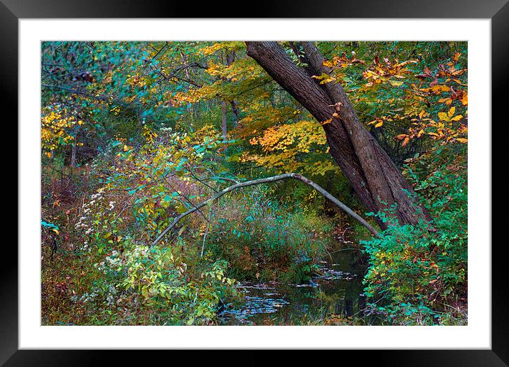Autumn Creek Framed Mounted Print by Scott Hubert