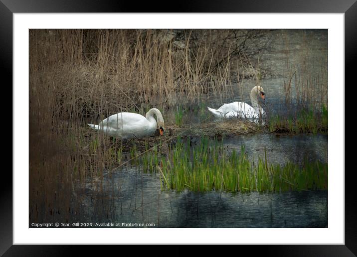 Nesting Swans, Marazion, Cornwall  Framed Mounted Print by Jean Gill