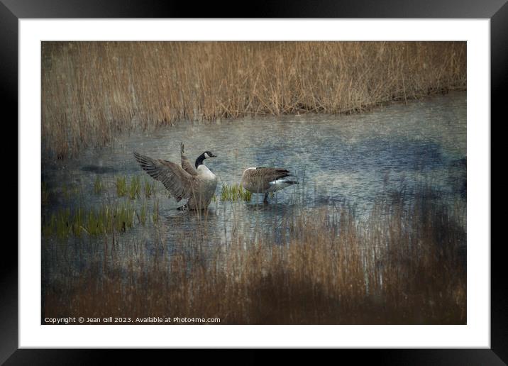 Canada Geese, Marazion, Cornwall Framed Mounted Print by Jean Gill