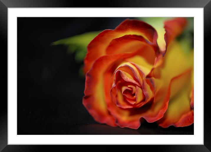Rose on black satin Framed Mounted Print by Jean Gill