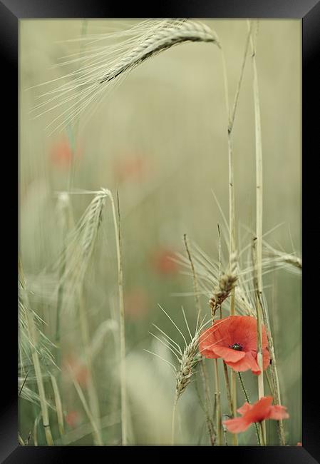 Poppies and wheat ears Framed Print by Jean Gill