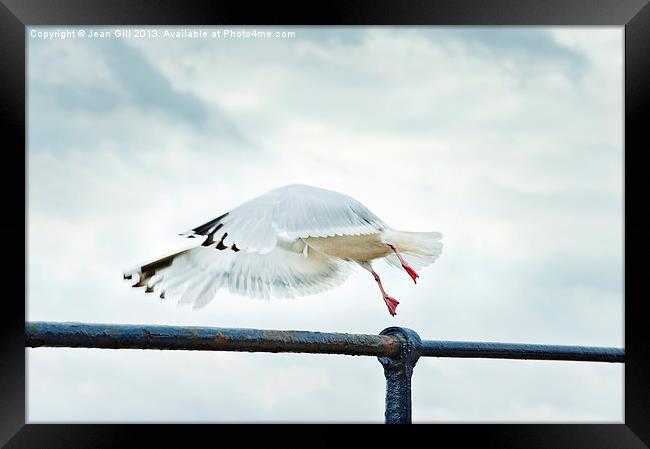 Freedom in Flight Framed Print by Jean Gill