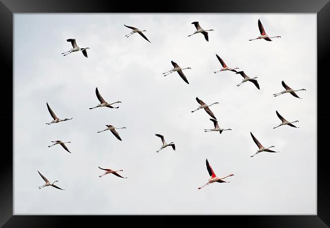 Flamingo Squad Framed Print by Jean Gill