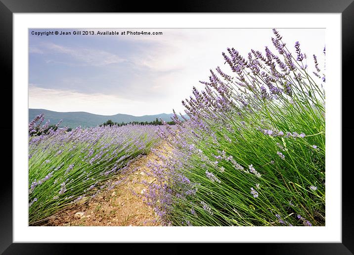 Provence lavender France Framed Mounted Print by Jean Gill