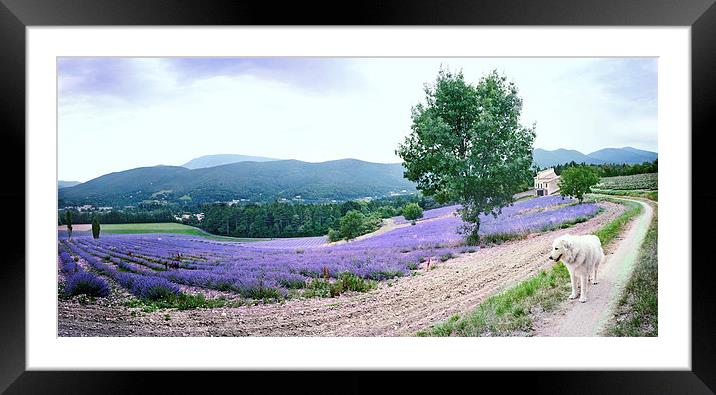 Lavender panorama with dog Framed Mounted Print by Jean Gill