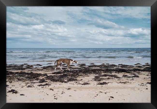Borzoi stalking Alnmouth Beach Framed Print by Jean Gill