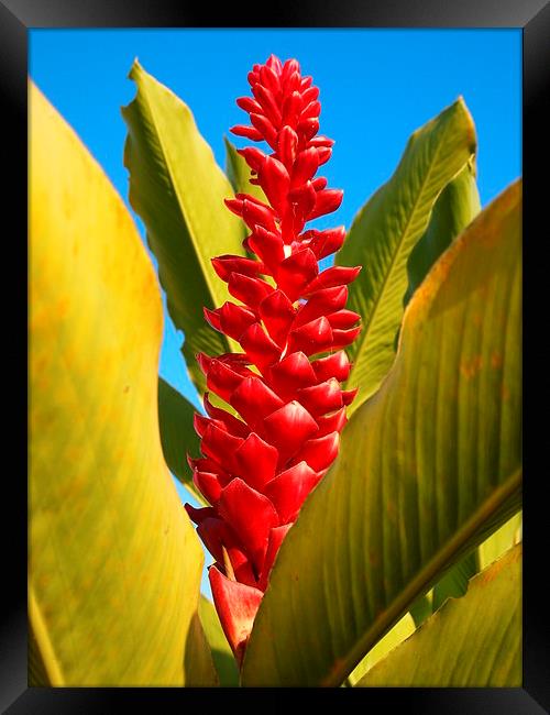 Red Ginger Lily Framed Print by John Latta