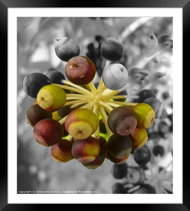 Fatsia Japonica Seed Pods  Framed Mounted Print by Antoinette B