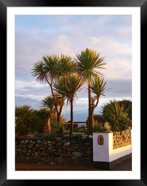 Palm Trees  Framed Mounted Print by Antoinette B