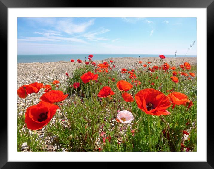 Wild Poppies on shingle Beach, Hythe  Framed Mounted Print by Antoinette B
