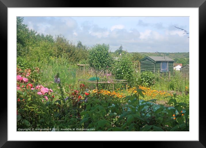 Summer's day at the allotment Framed Mounted Print by Antoinette B