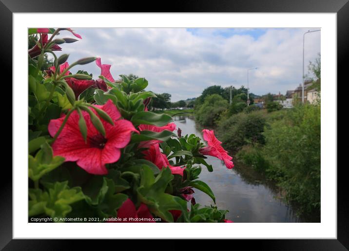 Pink Petunias over the bridge in Hythe  Framed Mounted Print by Antoinette B