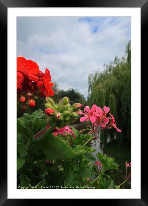 Pink & Red Pelargoniums Framed Mounted Print by Antoinette B