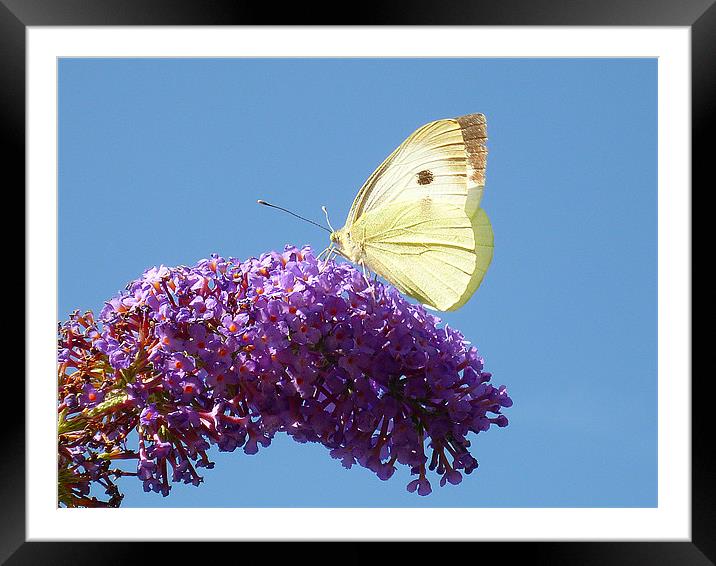 Large White Butterfly Framed Mounted Print by Antoinette B
