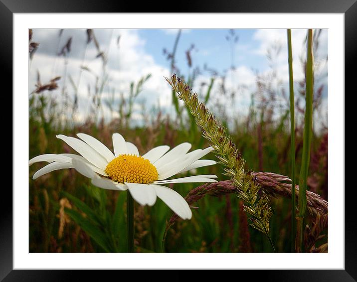 Marguerite Framed Mounted Print by Antoinette B