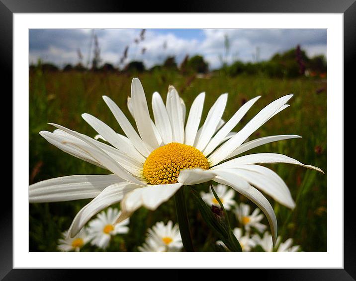 MARGUERITE Framed Mounted Print by Antoinette B