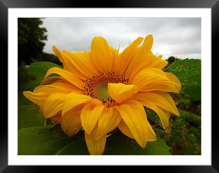 SUNFLOWER Framed Mounted Print by Antoinette B