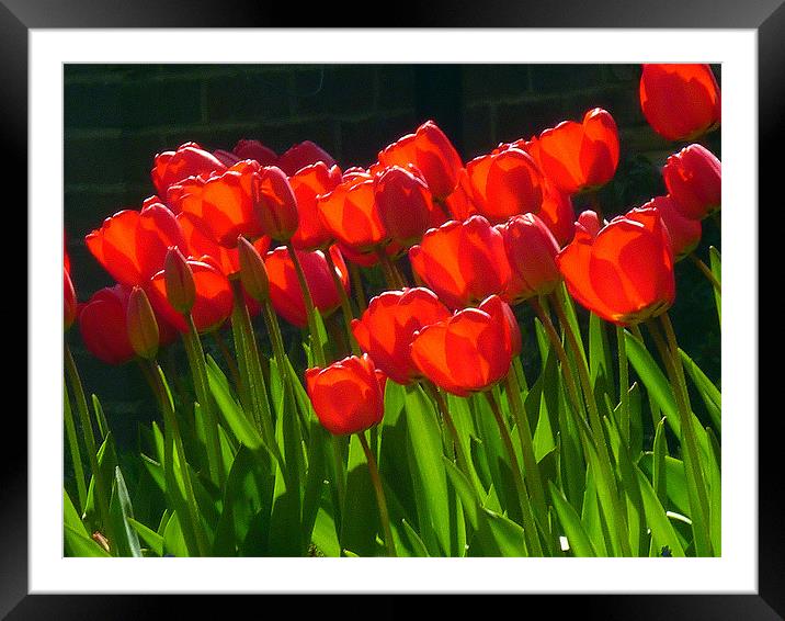 Red Tulips Framed Mounted Print by Antoinette B