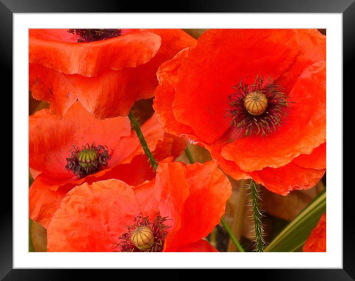 Field Poppies Framed Mounted Print by Antoinette B