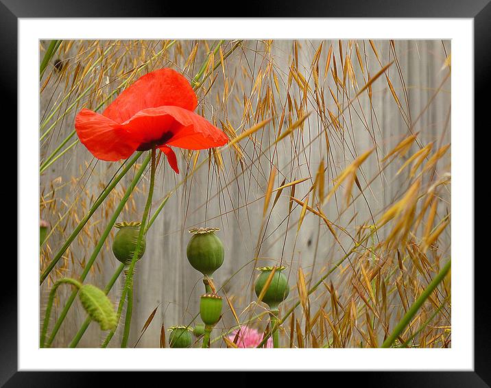 Field Poppy & Golden Oats Framed Mounted Print by Antoinette B