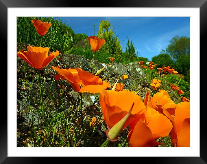 California Poppies Framed Mounted Print by Antoinette B