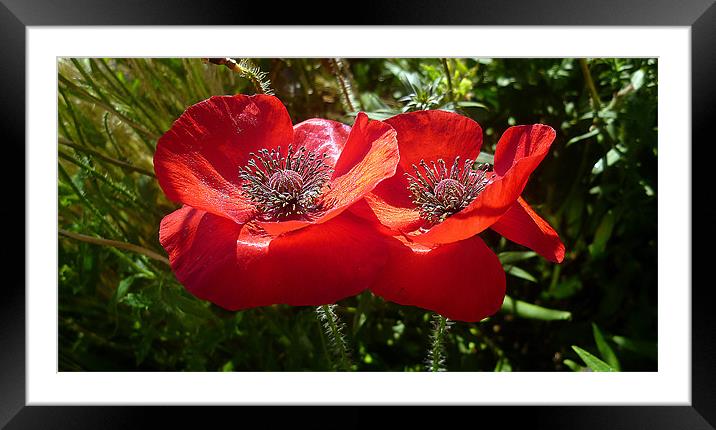 Red Poppies Framed Mounted Print by Antoinette B