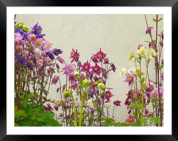 Aquilegias Framed Mounted Print by Antoinette B