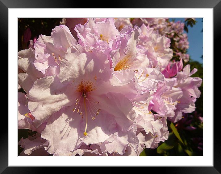 Rhododendron Blossoms Framed Mounted Print by Antoinette B