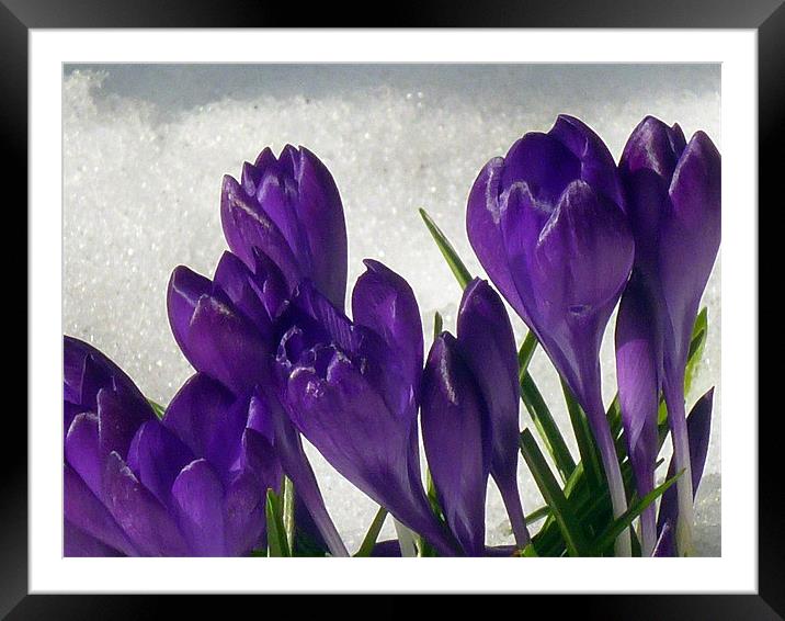 Purple  Snowdrops Framed Mounted Print by Antoinette B