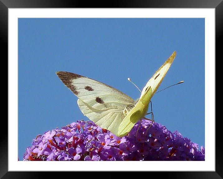 Large White Butterfly Framed Mounted Print by Antoinette B