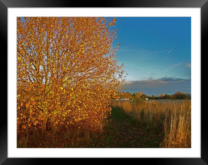 Late Autumn Framed Mounted Print by Antoinette B
