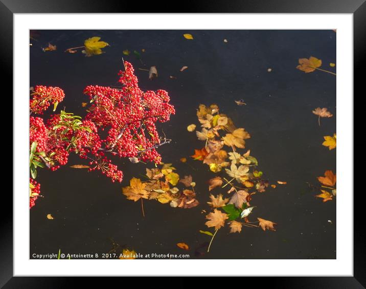 Autumnal Reflections Framed Mounted Print by Antoinette B