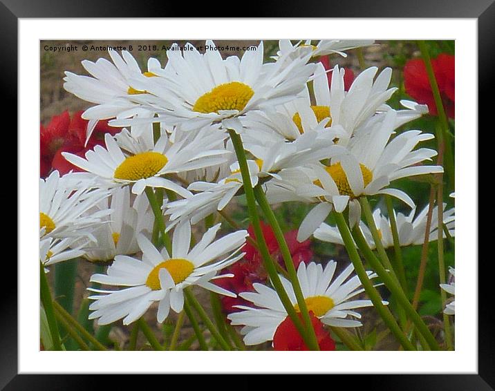 Marguerites Framed Mounted Print by Antoinette B