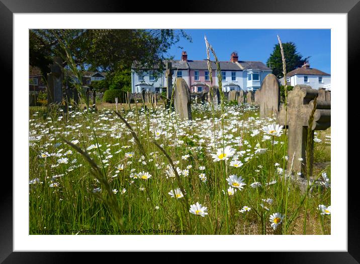 Wild flowers in a churchyard Framed Mounted Print by Antoinette B