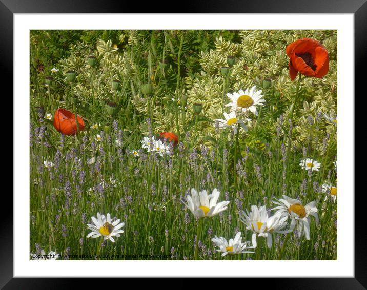 Wild Flowers With Lavender  Framed Mounted Print by Antoinette B
