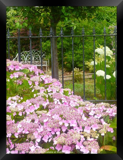 Hydrangeas  Framed Print by Antoinette B