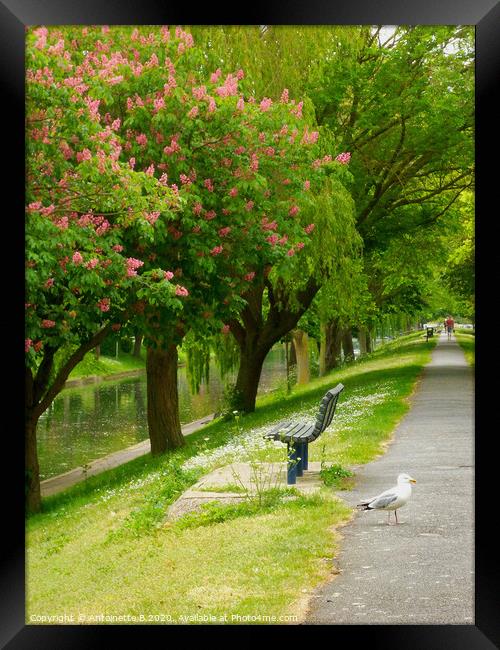 Walking along Hythe Military Canal in May  Framed Print by Antoinette B